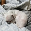 스마일애견미용 이미지