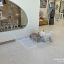 더누리개 | 김포 애견카페 '더 누리개'🐶