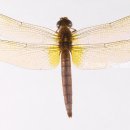 고추잠자리 이미지