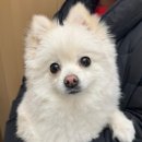 베리독하우스 애견유치원 & 애견호텔 부천점 이미지