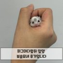 햄스터분양 베이비초롱 | 피그미다람쥐 입양 보솜모네 후기입니다