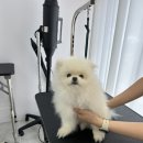 뽀송뽀송 강아지 미용실 이미지
