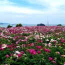 작약 태양광발전소 이미지