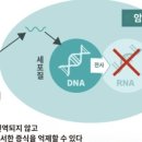 G1004 이미지