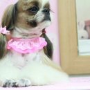 애견미용실 이미지