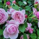 풀꽃농장 이미지