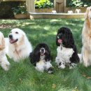 해운대 24시 동물의료원 이미지