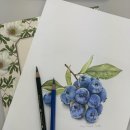 꽃그림 색연필화(보타니컬 아트) | 동탄오산수원 취미미술 보태니컬아트 꽃그림 꽃그리기 색연필화 식물세밀화 식물화