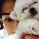 강아지 세상 이미지