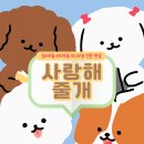 벨라루시애견미용학원 이미지