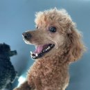 땅콩 애견유치원 이미지