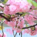 주봉교