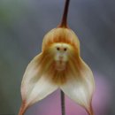 희귀난초 - 원숭이얼굴 이미지