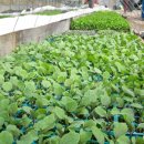 태호네농장 이미지