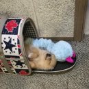 댕댕이미용실 이미지