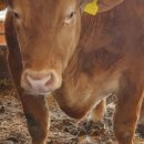 김판정농장 이미지