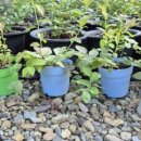 청호농장 이미지