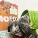 부산애견호텔 강아지 유치원 맘바이 서면본점 이미지