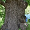 홍산향교 은행나무 이미지