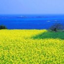 (주)채널제주 Daum카페