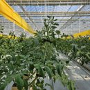 복실농장 이미지