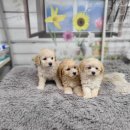 아리랑밸리켄넬 이미지