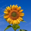 해바라기 그림, “맘에 드는 게 없어서 직접 그렸어요!🌻” 분당 정자동 힐링미술 후기Ⅰ분당 원데이클래스