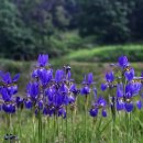 천록(아) 이미지