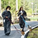 행복을줄개 이미지