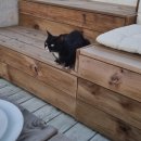 사라보카 48 이미지