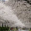 일본큐슈 복지산과 온천그리고 순천만갈대밭과 낙양읍성,구례산수유축제,섬진강 벚꽃축제 이미지