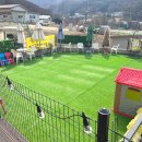 멍멍나래 애견미용 이미지