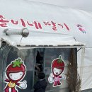 하람농장 | 청주 딸기체험 추천! 솔비네 딸기 체험농장 솔직후기