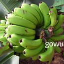 몽키바나나 이미지