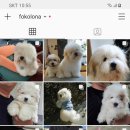 한국꼬똥켄넬 이미지