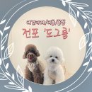 도그룸 (DO GROOM) | 부산애견카페 &#39;도그룸&#39; 전포애견카페 놀러다녀왔어요!