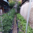 금일건강약국 이미지