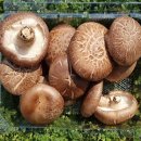 고씨네 농장 이미지