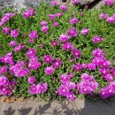 들꽃정원민박 이미지