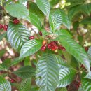 야생커피 [샤이니리브 와일드커피 (Psychotria nervosa)] 이미지