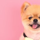 퀸펫살롱 이미지