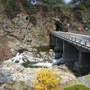 라제통문벚꽃길 이미지