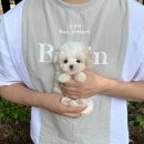 분홍강아지 이미지