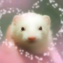 페가수스 이미지