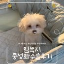 불당동물병원 | [처음동물병원] 천안 불당동 처음동물병원 잠복고환 중성화 수술 후기