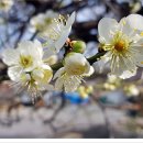 매화마트 이미지