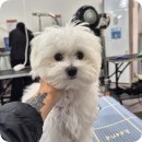 성남대로43번길 이미지