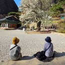 후기 2-1 : 2026.04.13.월 [행복한 무.진.장] 마이산 은수사의 새하얀 청실배나무꽃 + 벚꽃길(진안고원길,곰티재,용담호) 이미지