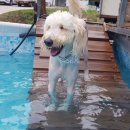 두들랜드 이미지