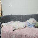 다정한 개아빠 이미지